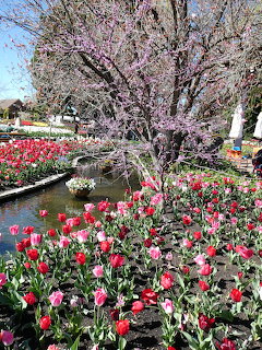 Vibrant tulip garden with red and pink flowers along a stream and pink blossoming tree