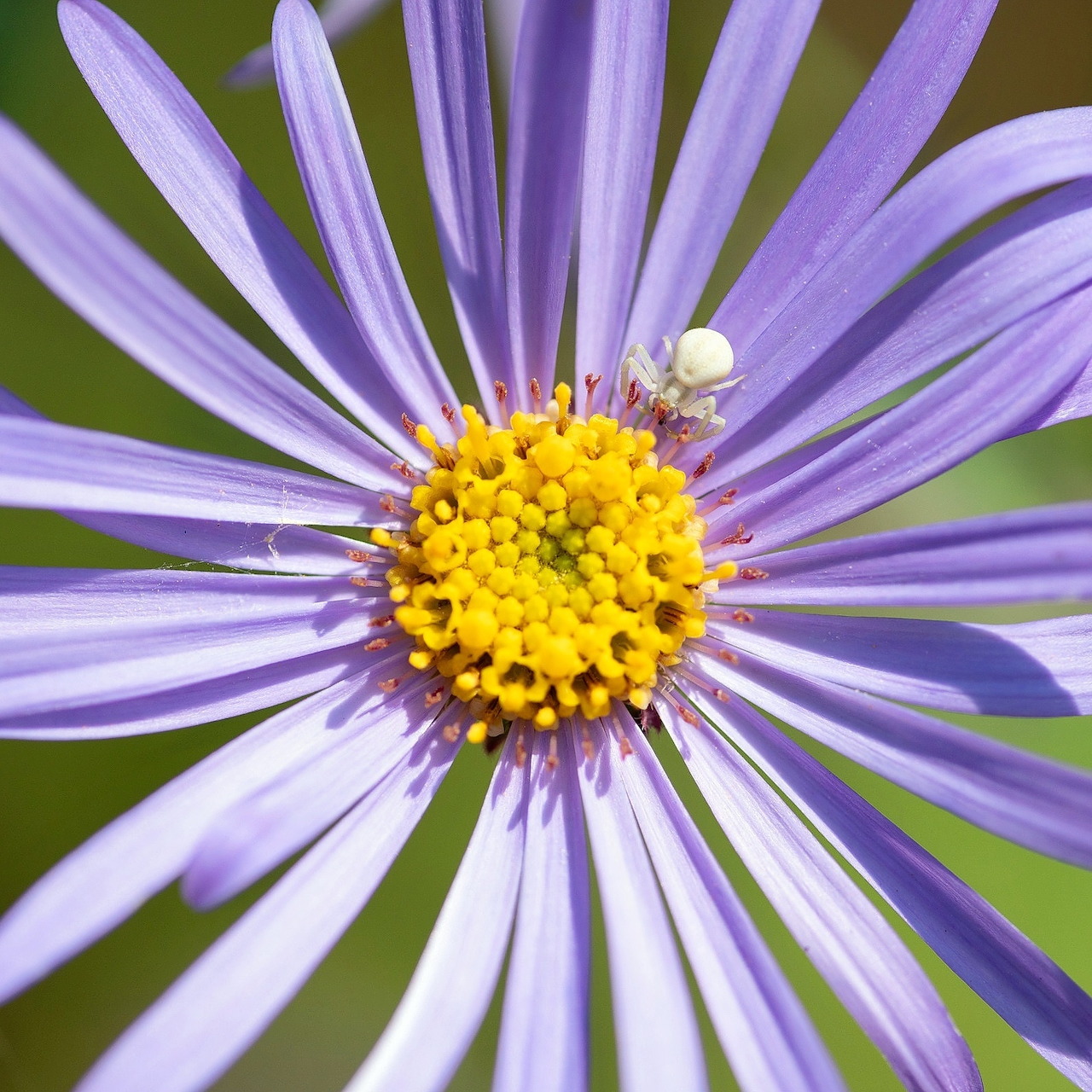 Aster Flower with Spider