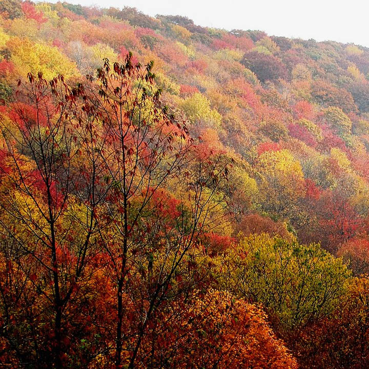 Colorful autumn trees covering rolling forested hills in red, orange, yellow, and green