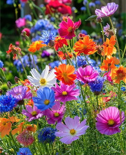 Colorful garden flowers including cosmos and cornflowers in pink, blue, orange, white, and red