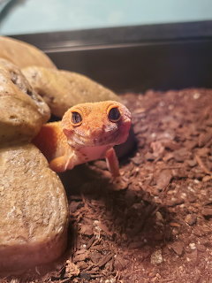 Leopard Gecko on Substrate