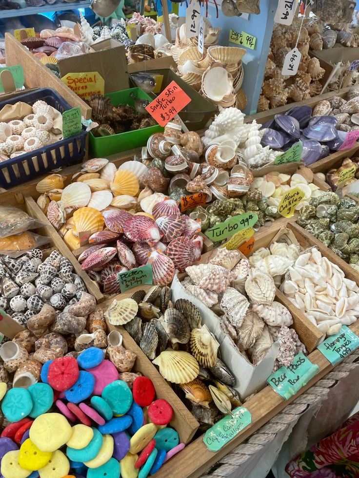Wooden market stall trays filled with assorted sea shells, coral, and colorful stone discs with price tags.