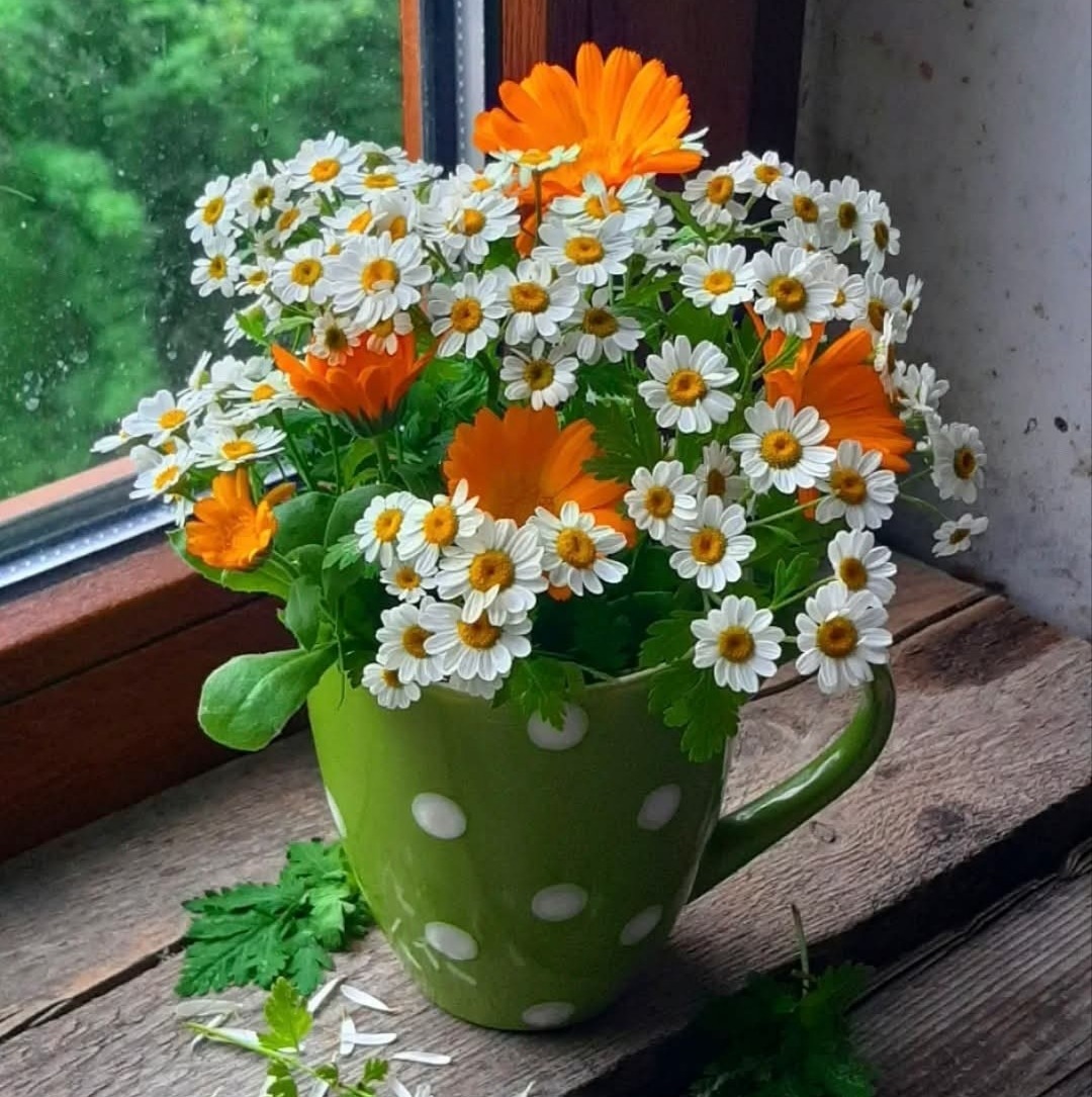 Bouquet of white daisies and orange flowers in a green polka dot mug on a wooden windowsill