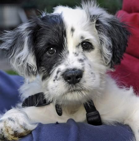 Close-up portrait of a fluffy black and white puppy with dark eyes and a small collar