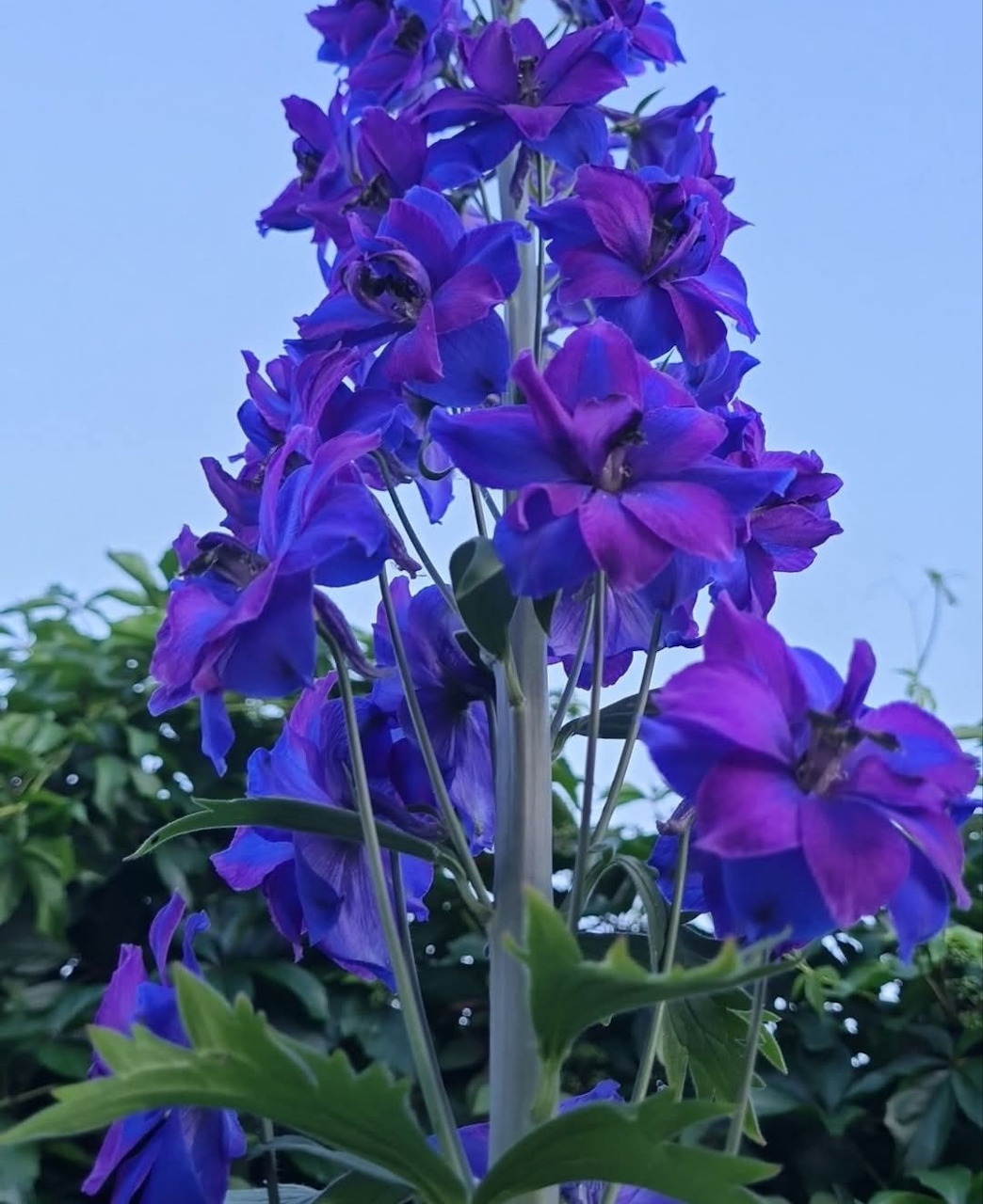 Tall purple delphinium flowers against a blue sky