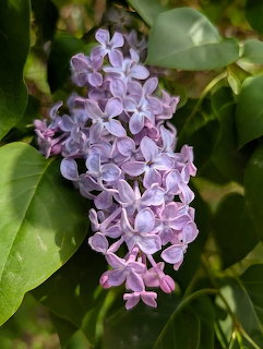 Purple Lilac Cluster