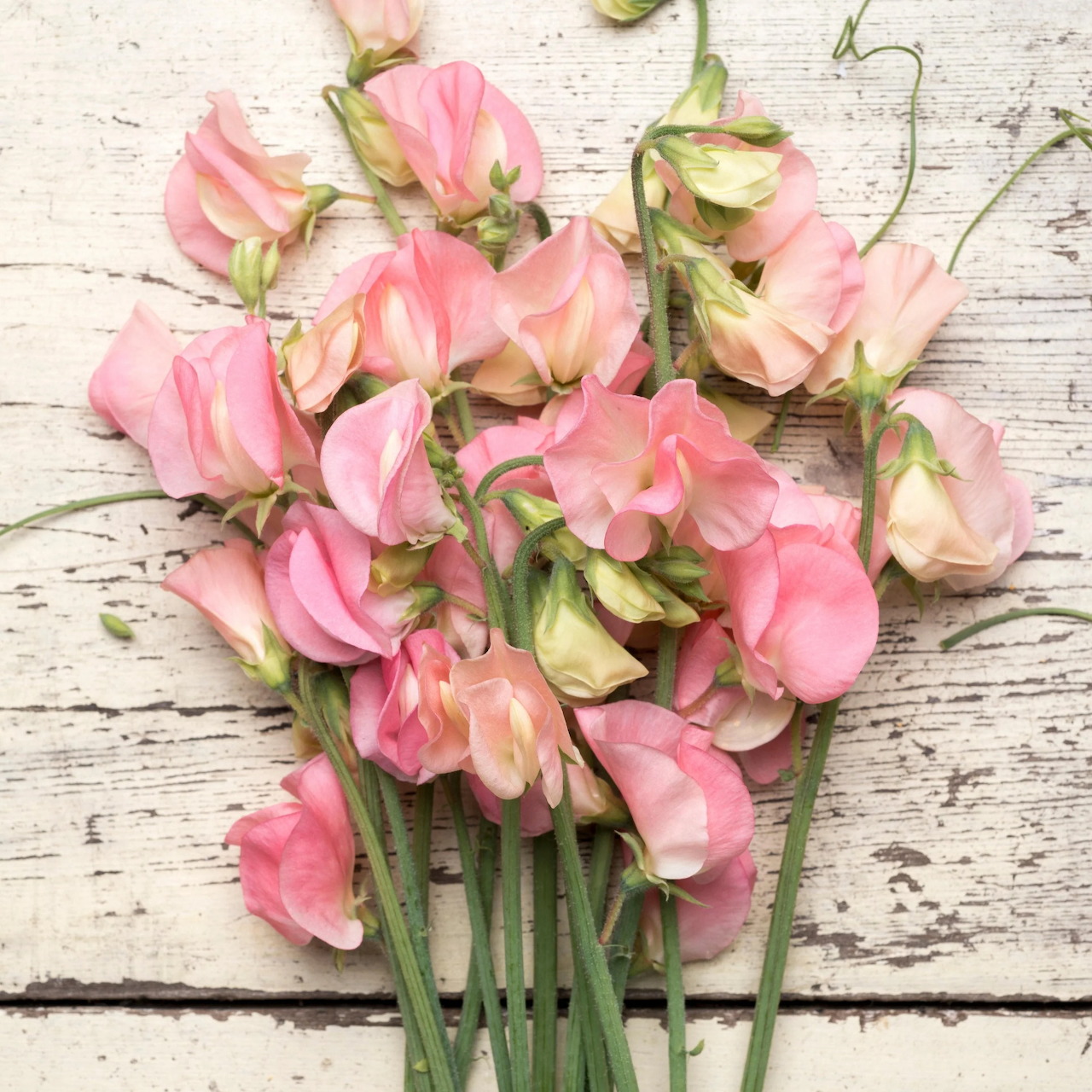 Pink Sweet Pea Flowers