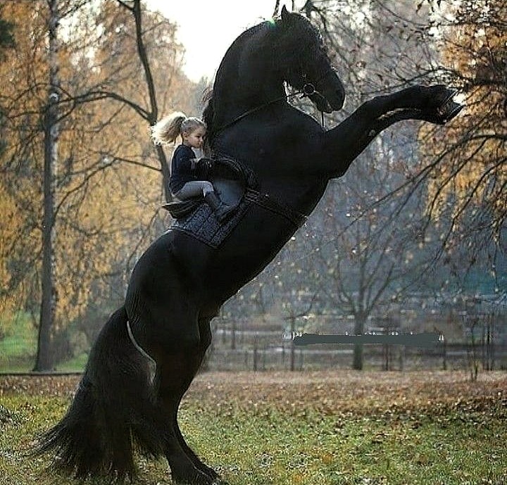 Black Friesian horse rearing on hind legs in autumn park with golden trees