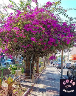 Flowering bougainvillea tree over a sunny cobblestone sidewalk with buildings and blue sky
