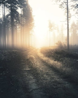Dirt path through a fogy pine forest with golden sunrise light streaming between the trees