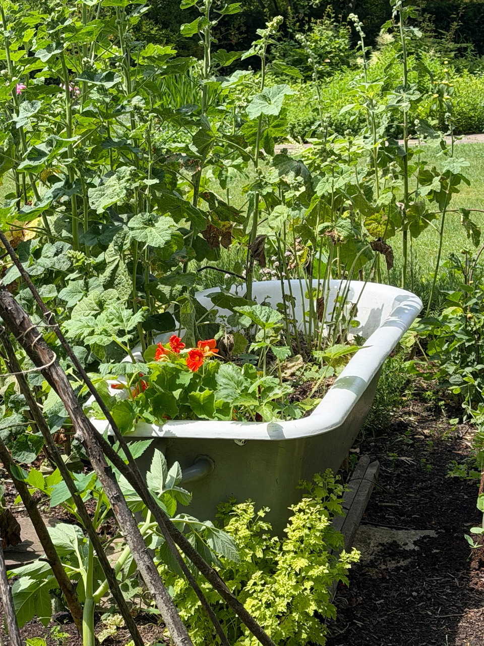 White bathtub used as planter filled with flowers in vegetable garden