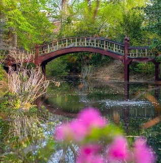 Red arched footbridge over a pond in a leafy garden with reflections and blurred pink flowers