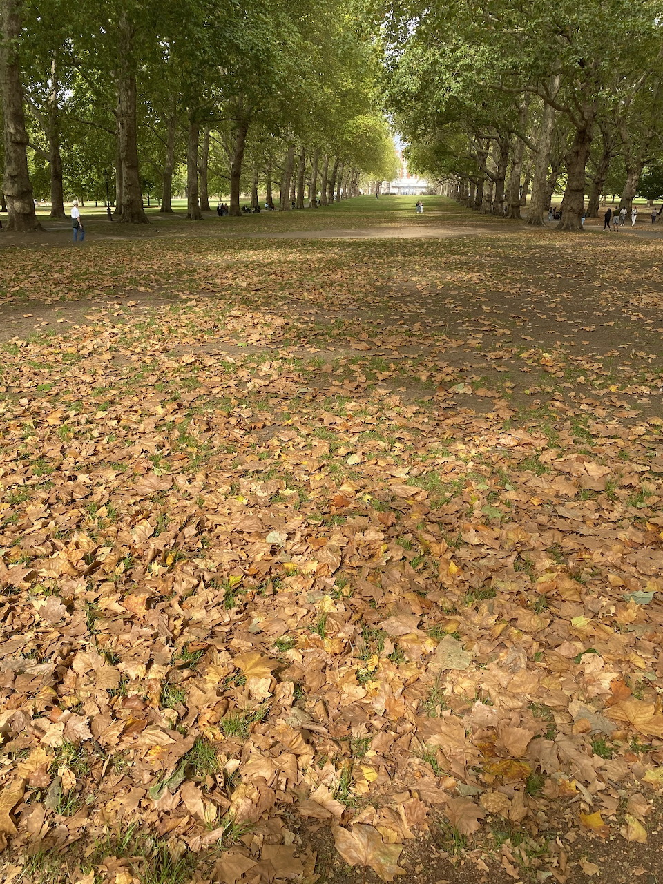 Tree-lined Green Park avenue covered with golden and brown autumn leaves.