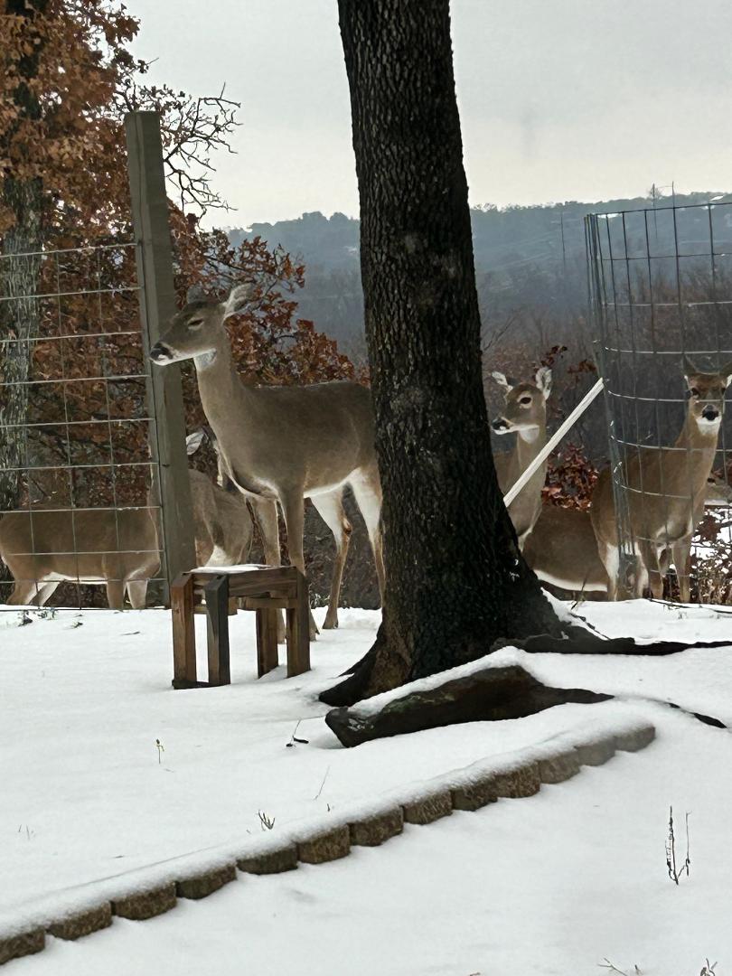 Deer in Winter Snow