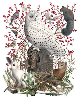 Snowy Owl Wildlife