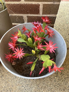 Red Zygocactus in Pot