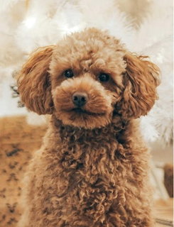 Close-up portrait of a brown toy poodle with curly fur looking at the camera