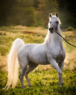 White Arabian horse with flowing mane standing in a field