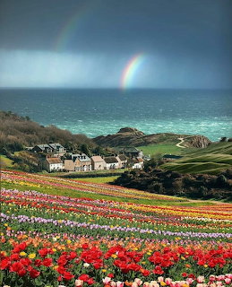 Rainbow over colorful flower fields, coastal village, and turquoise sea in Dorset, England