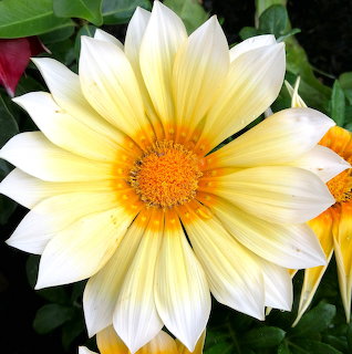 Close-up of a pale yellow gazania flower with an orange center and green foliage background