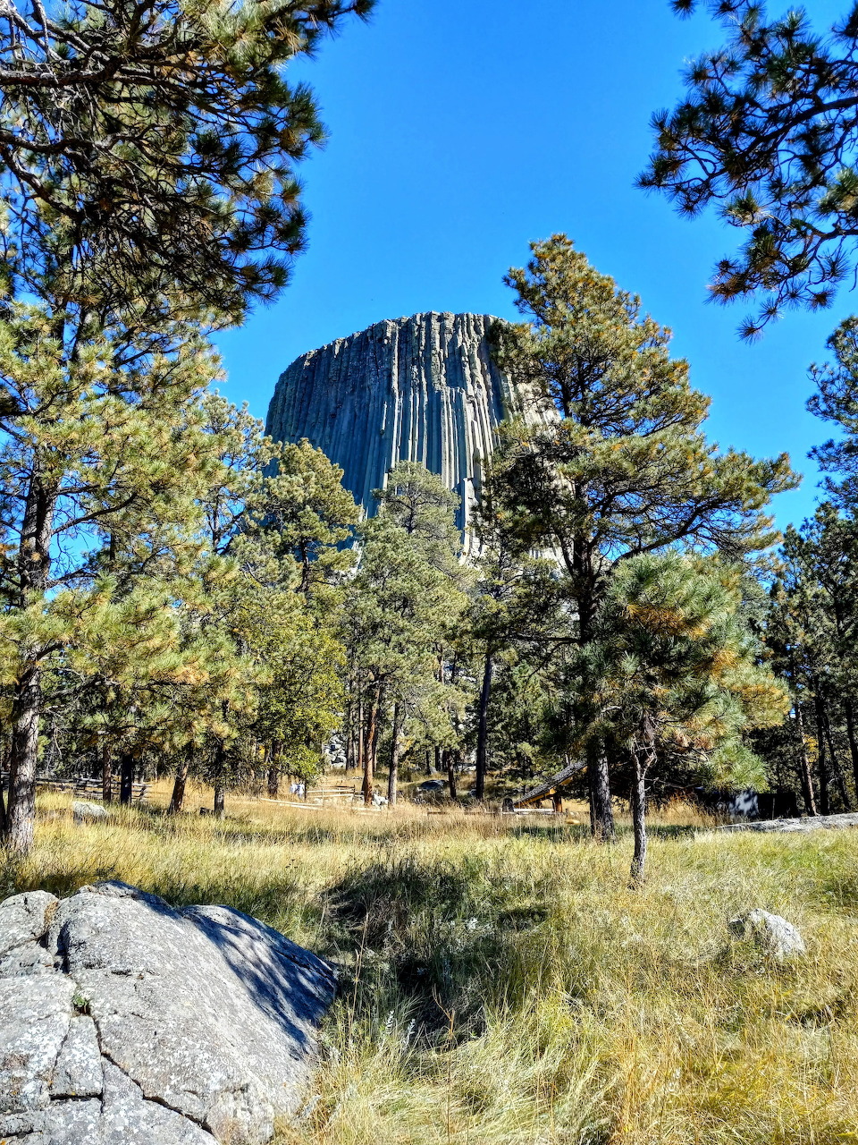 Devils Tower volcanic butte rising above pine trees and golden grassland under a blue sky
