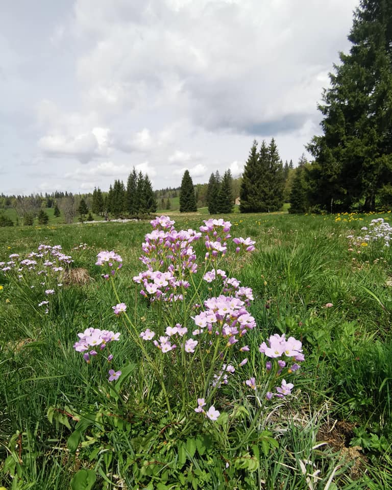 Pink wildflowers in grassy meadow with pine trees and cloudy sky