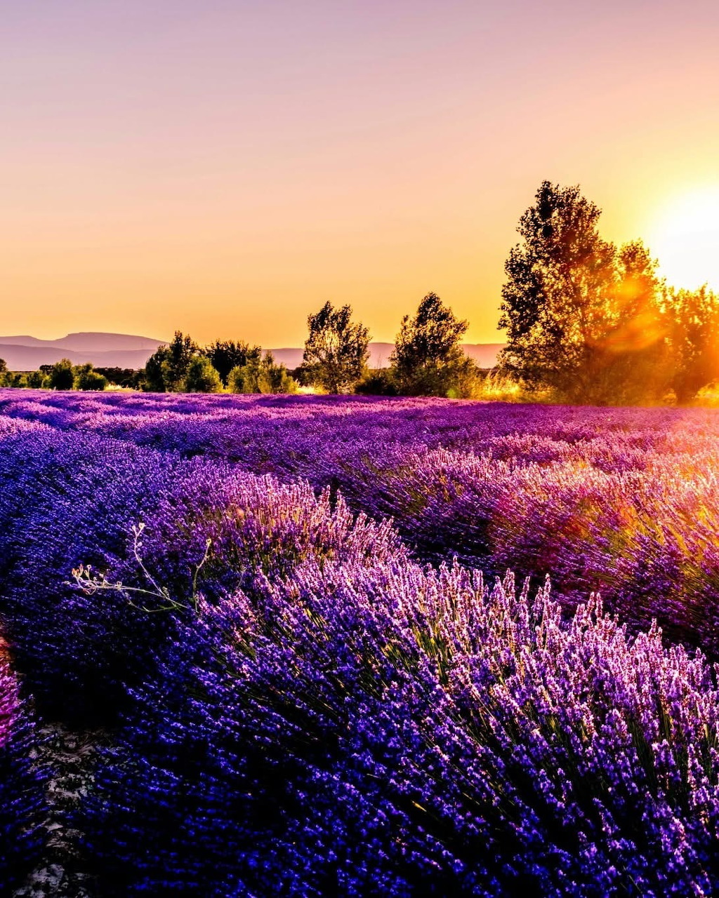 Blooming lavender field rows at sunset with bright sun behind trees and purple sky.