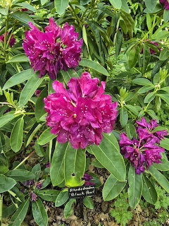 Magenta rhododendron flowers with green leaves and garden plant label