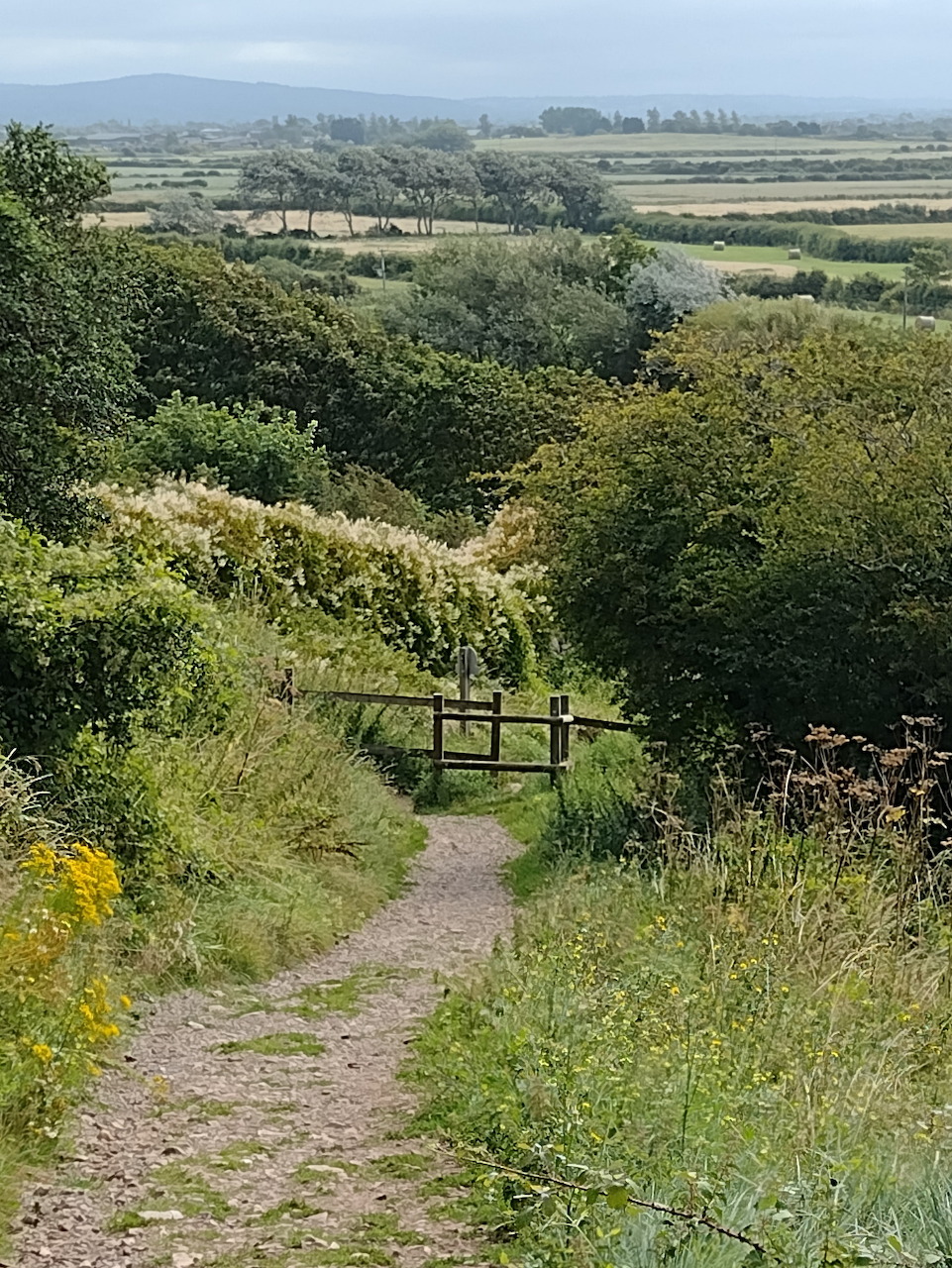 Narrow dirt path descending through green hedgerows to a wooden gate with Somerset countryside fields in the background