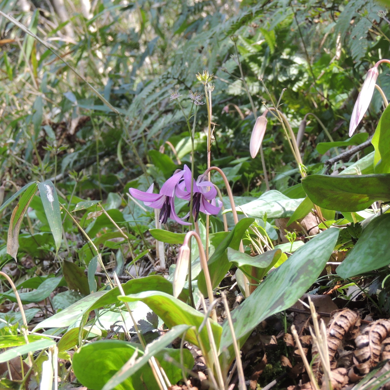 Pink Erythronium japonicum wildflower with reflexed petals growing among green leaves on forest floor