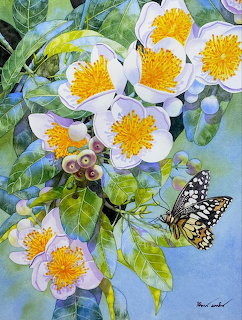 Watercolor of monarch butterfly on white flowers with yellow centers and green foliage