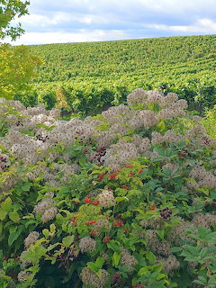 Flowering shrubs in the foreground with a green field and cloudy sky behind