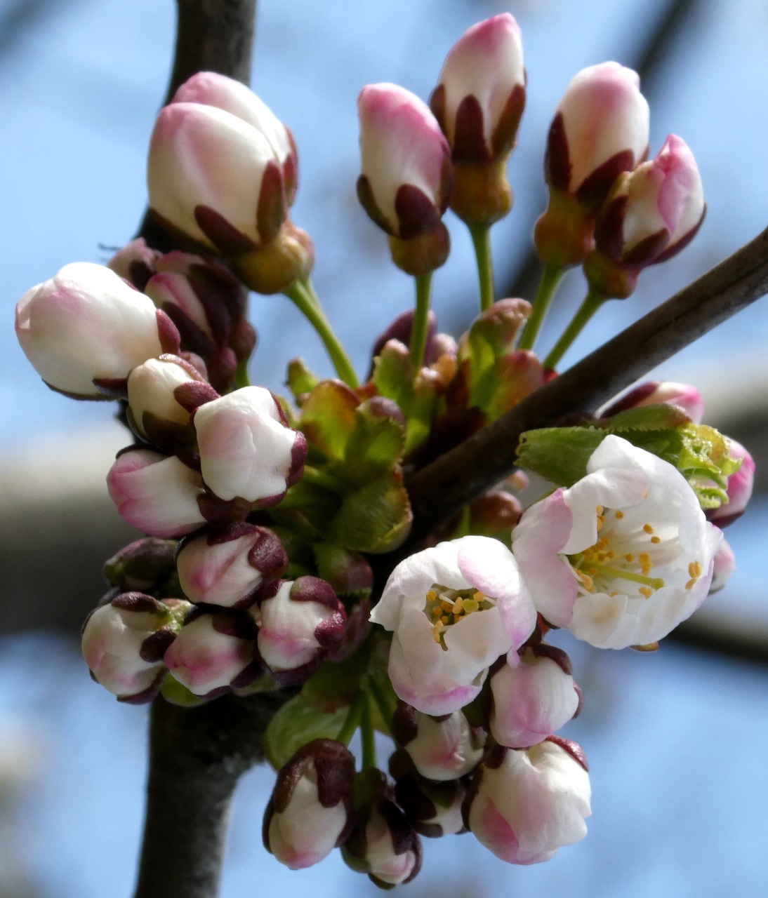 Cherry Blossom Buds