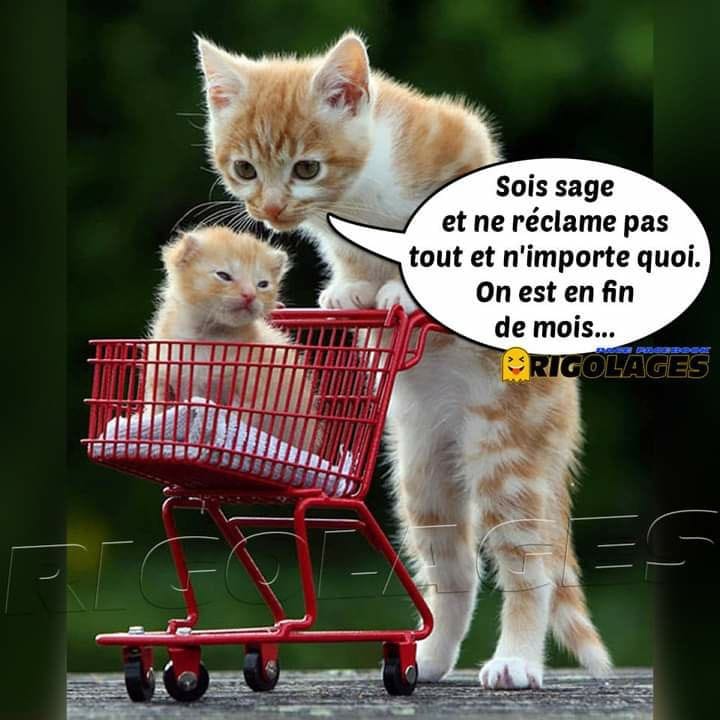 Two orange kittens with a miniature red shopping cart, one kitten sitting inside, with a French speech bubble