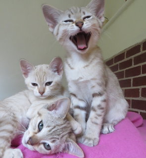 Three Australian Mist Kittens