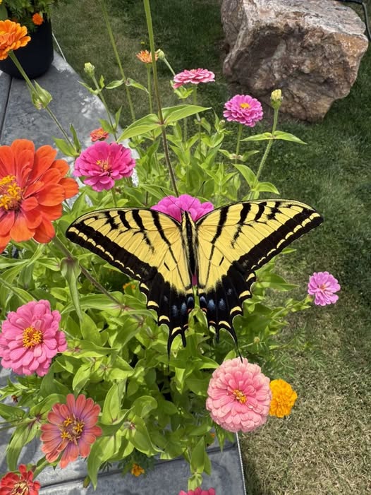 Swallowtail butterfly on pink zinnia with orange and pink flowers in garden