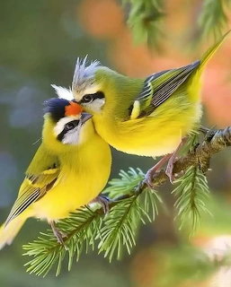 Two yellow blue tits perched together on a conifer branch