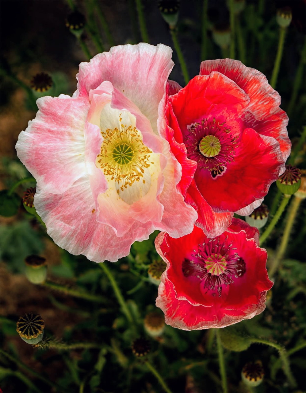 Pink Red Poppies