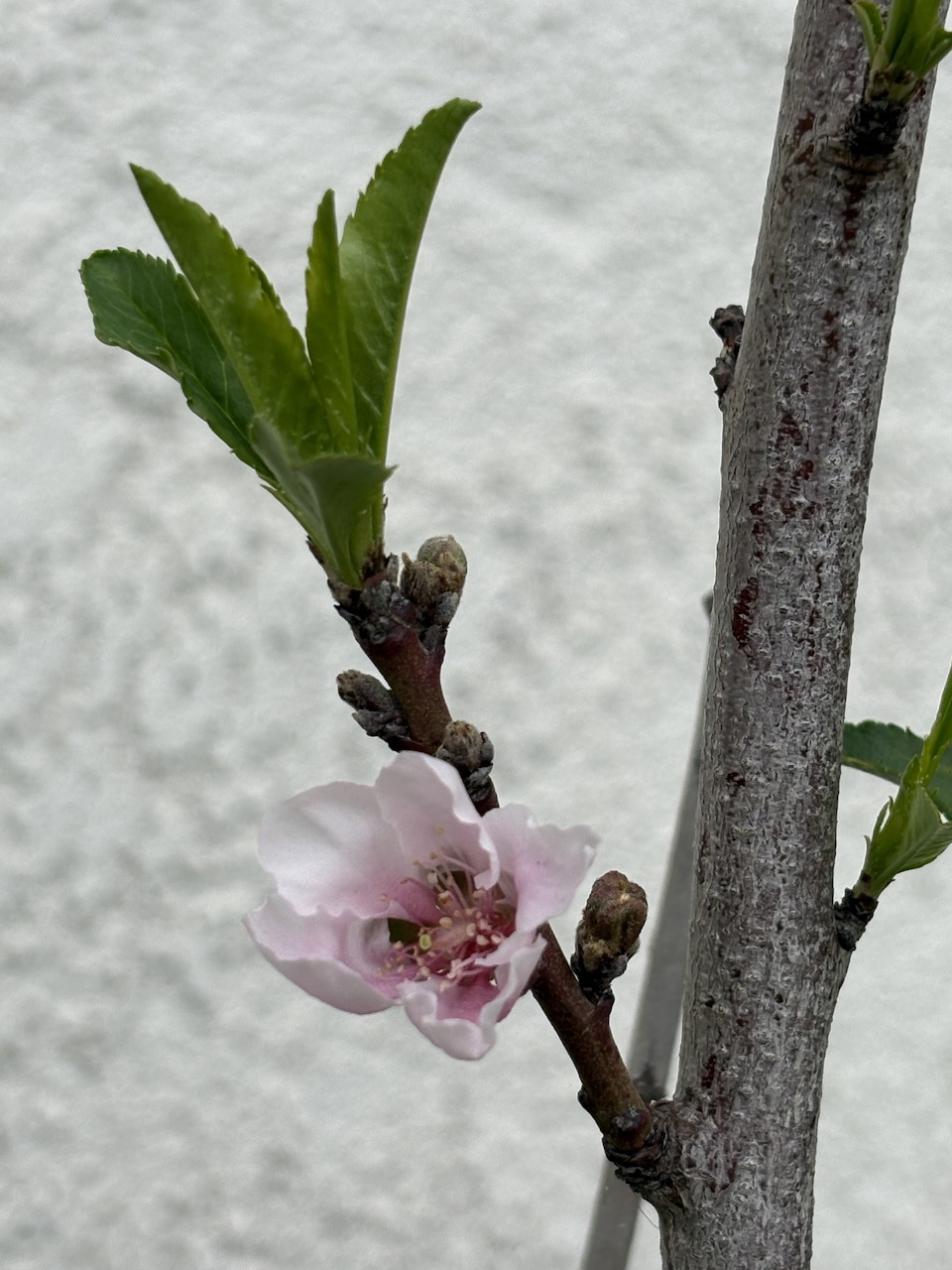 Pink peach blossom flower and green leaves on a bare branch in early spring