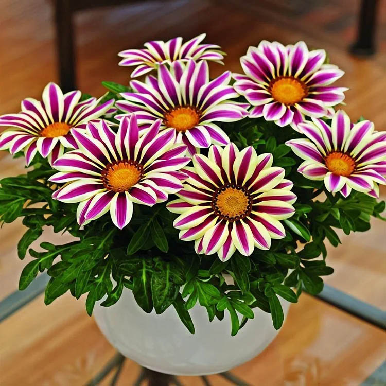 Gazania Flowers in Pot