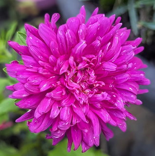 Pink Aster Flower