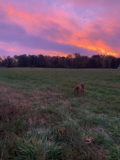 Dog in grassy field beneath dramatic pink and orange sunset sky