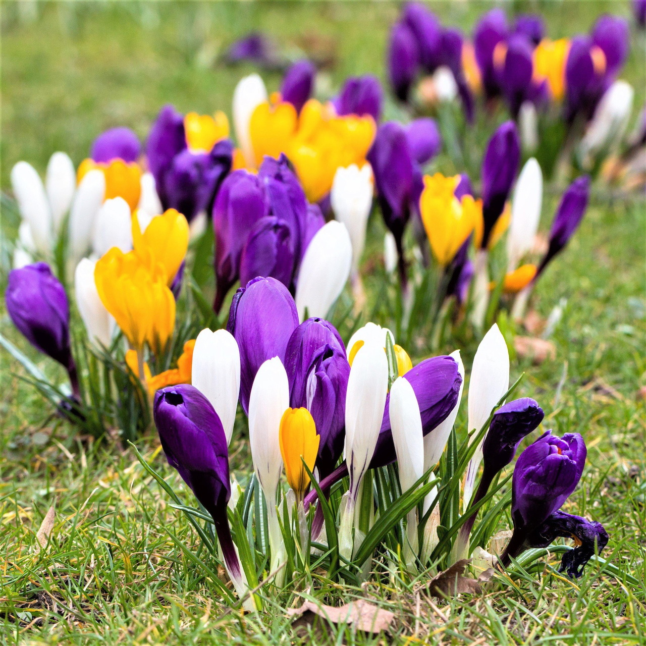 Colorful Crocus Flowers in Spring