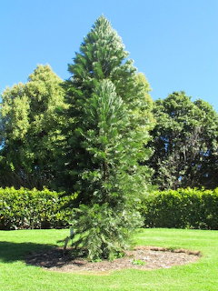 Tall Wollemia nobilis conifer tree growing on green lawn in a botanical garden on a sunny day