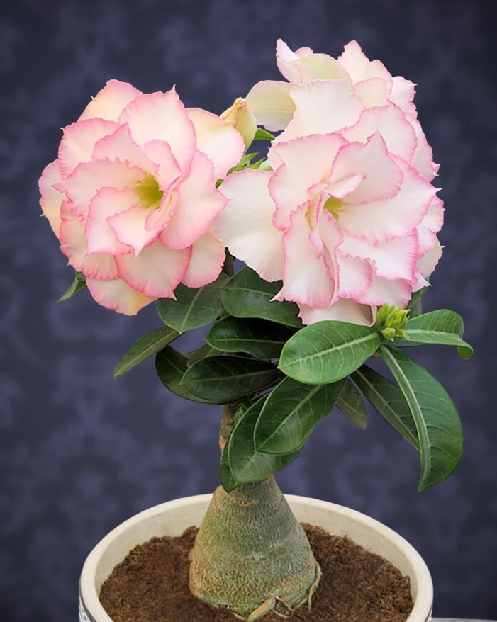 Potted desert rose plant with soft pink flowers and green leaves on a dark backdrop