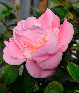 Close-up of a pink rose flower with ruffled petals and green foliage in the background