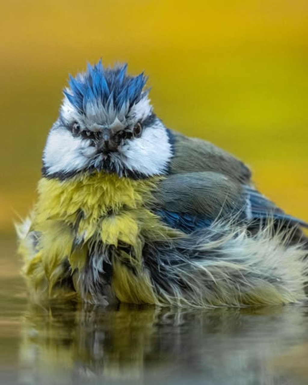Blue Tit Bathing