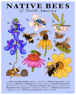 Illustrated educational poster of eight native North American bee species on flowers with numbered labels