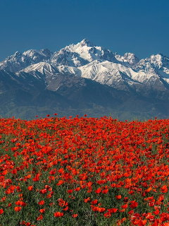 Red flower field with snowy mountains and clear blue sky
