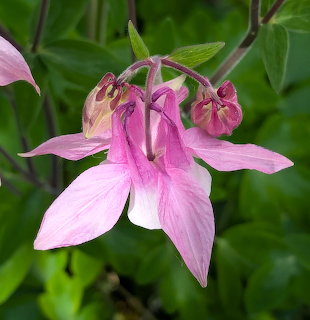Pink Columbine Flowers